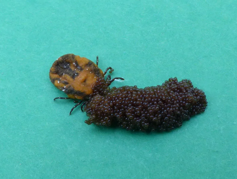 Ovipositing American dog tick.