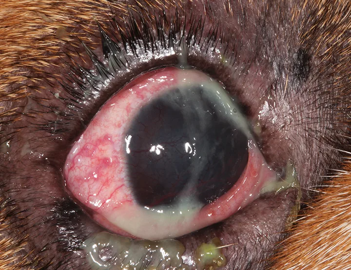 Close-up eye of dog with hyperemic conjunctiva, corneal vascularization, and thick, green discharge.