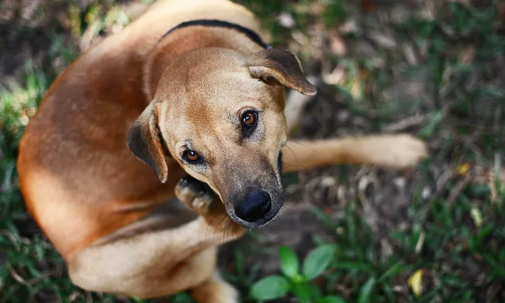 A dog outside scratching itself.