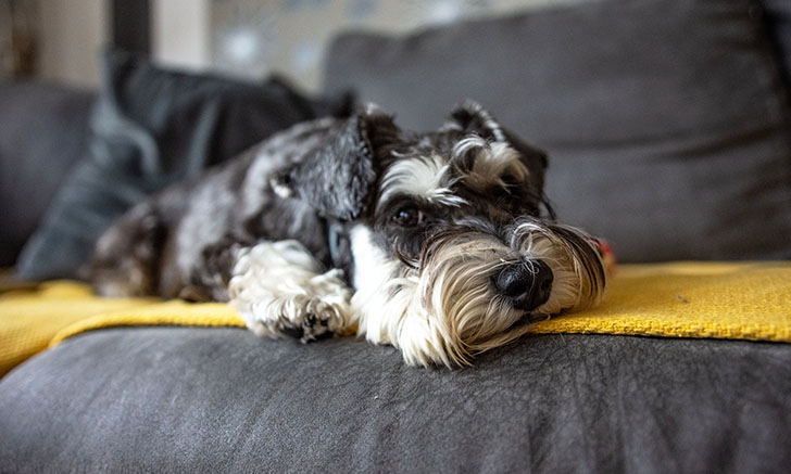 Schnauzer hotsell pancreatitis diet