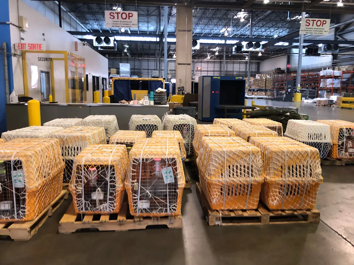 Carriers containing imported dogs sit inside a holding facility.