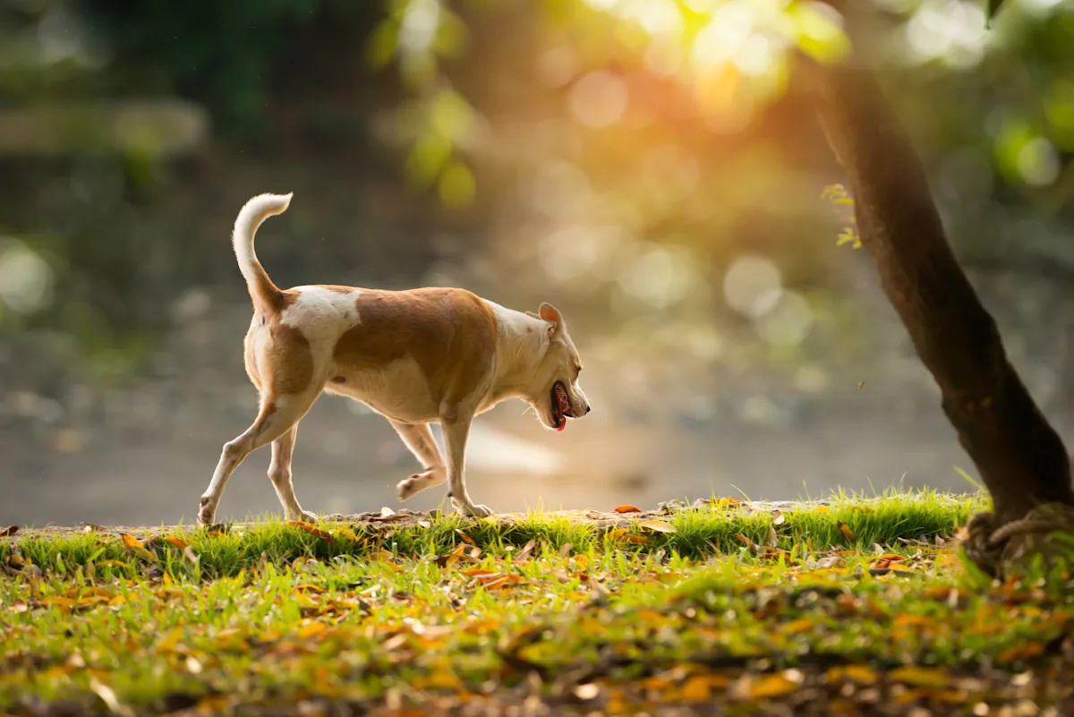 A medium-sized dog with a light brown and white coat walks along a grassy path in a park, surrounded by trees and dappled sunlight. The dog's tail is wagging, indicating a relaxed and happy demeanor as it explores its environment.