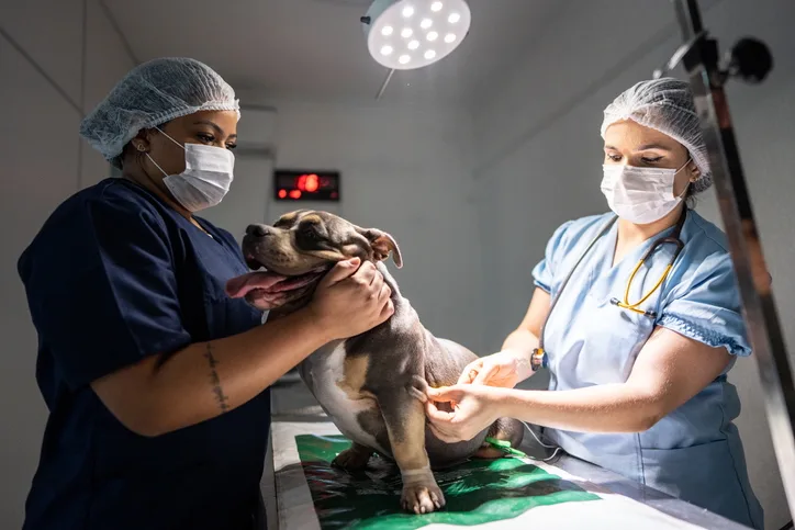 One person restraining a dog on an exam table and another person preparing to insert a needle for subcutaneous fluids.