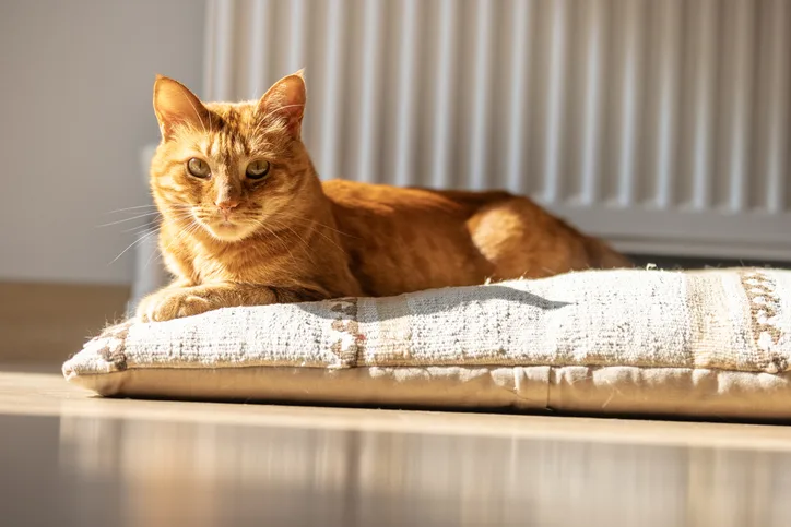 An orange cat resting on a pillow on the floor.