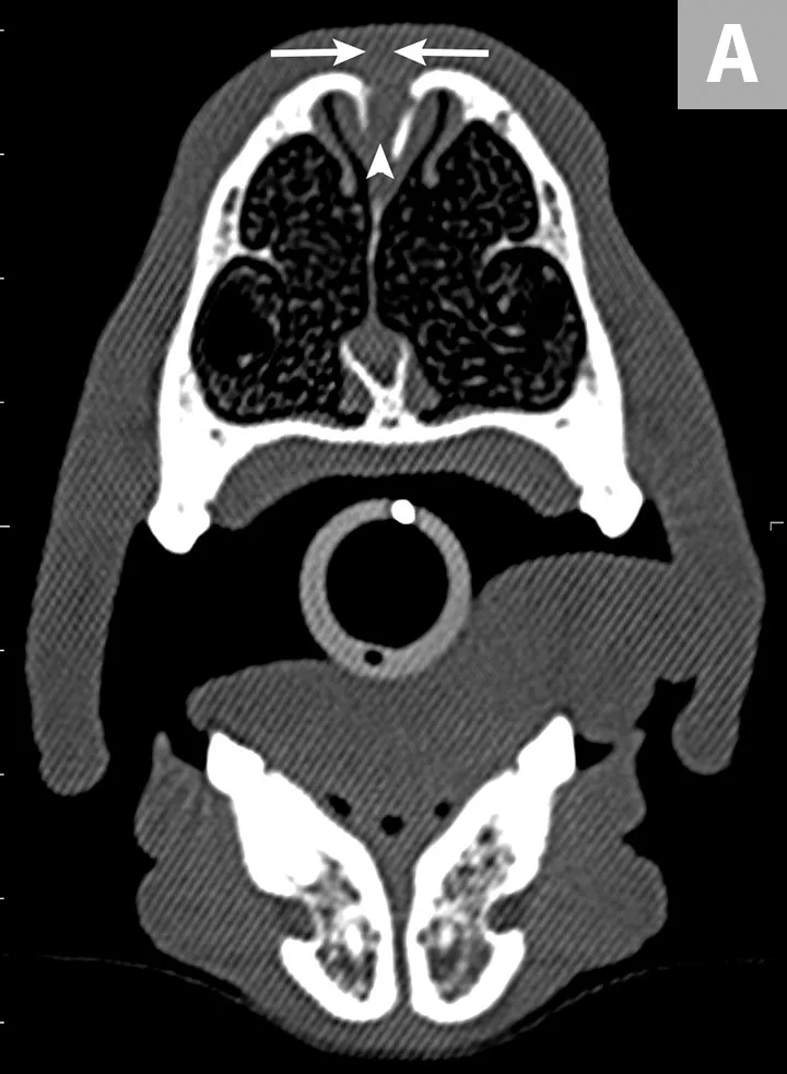 selected slide image