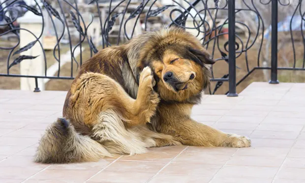 A large breed dog scratching its ear with a pelvic limb.