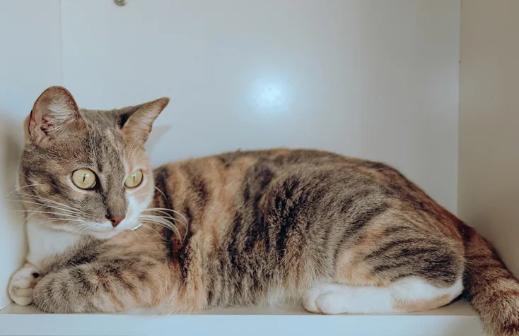 Cat resting in a small confined space.