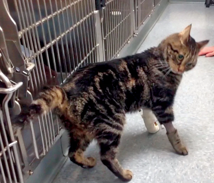 Cat standing on floor in front of cage with head bent down and twisted toward its right side.