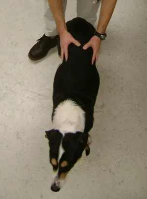 Top views of a veterinarian examining a dog.