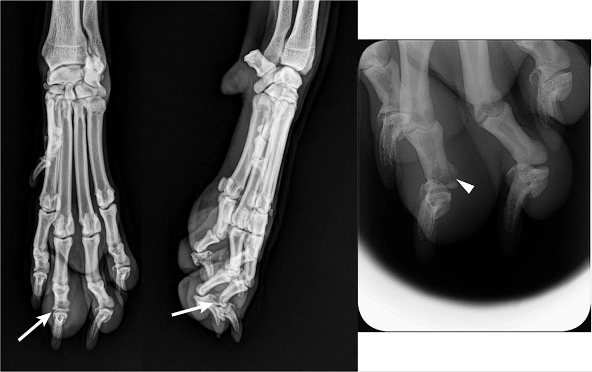 Two radiographic views and a collimated view of a fracture of the third digit in a dog.