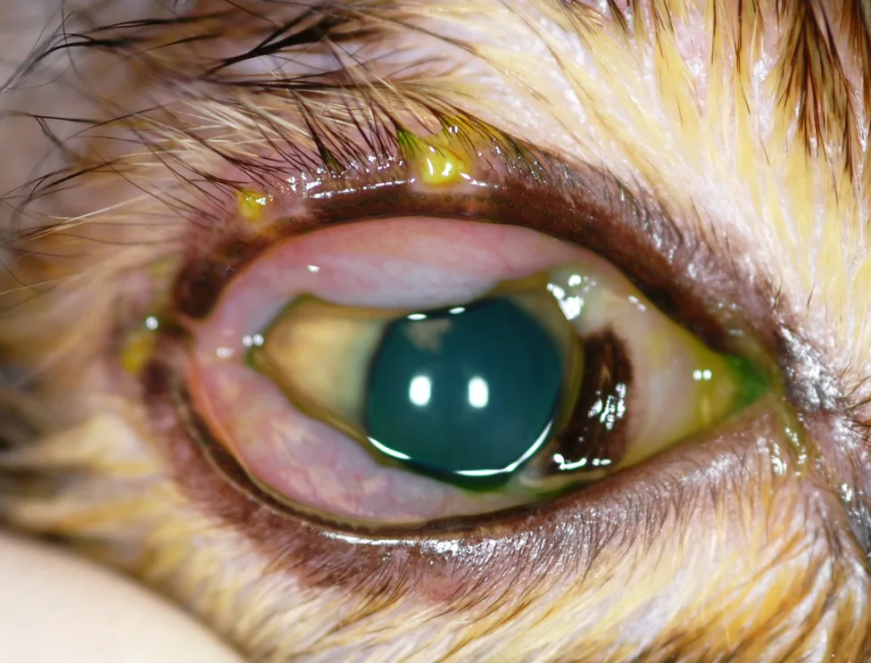 A cat’s eye with serous discharge and significant circumferential light pink conjunctival swelling surrounding most of the eye.