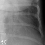 Interpreting Small Animal Thoracic Radiographs | Clinician's Brief