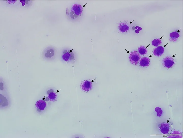 A microscopic image of a feline blood smear containing mast cells.