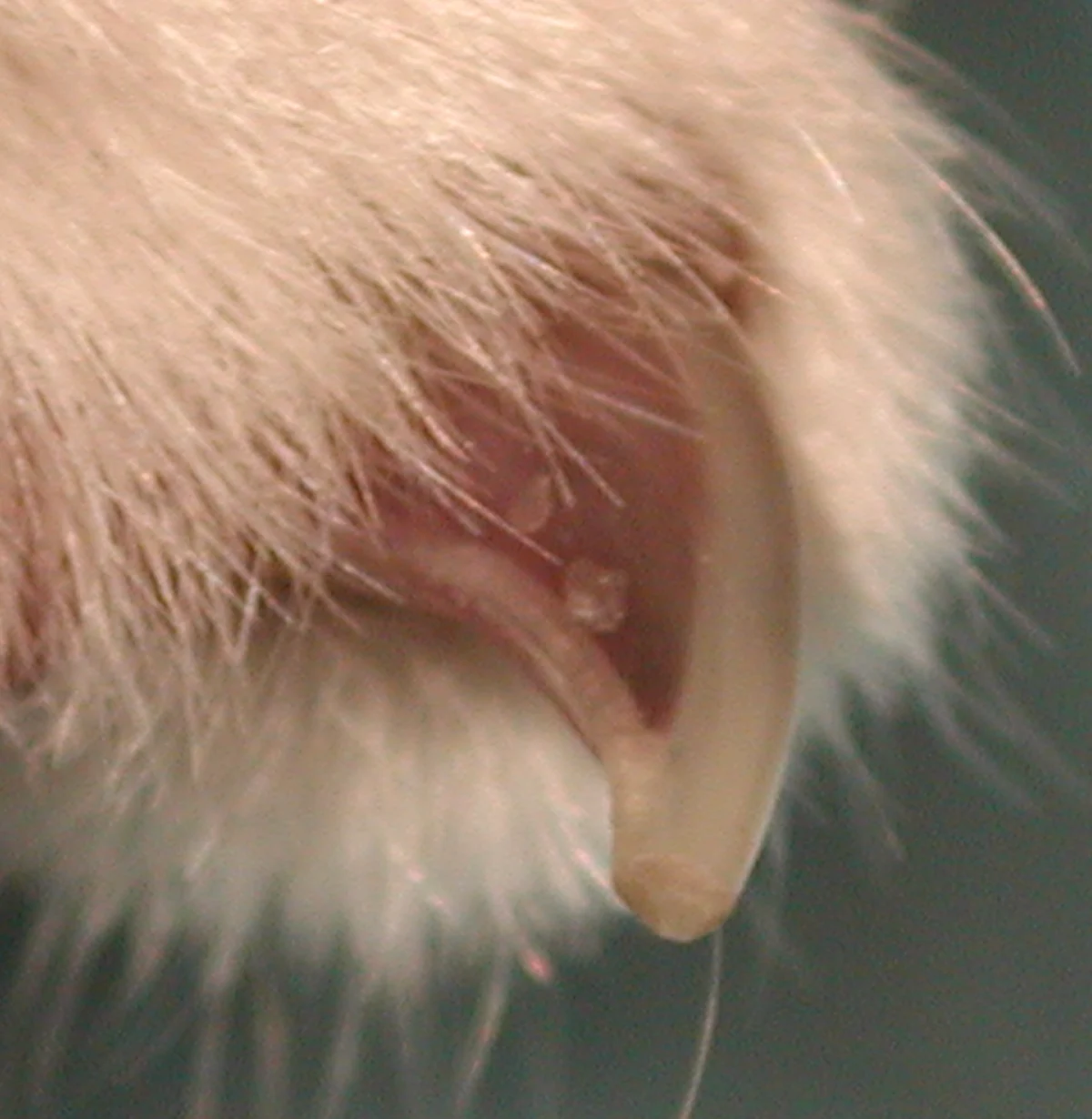 Close up of a dog’s claw and claw bed demonstrating a bluish tint to the quick. 