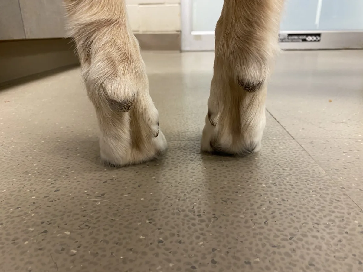 Front feet of a dog viewed from behind with no part of metacarpal pad visible on left side.