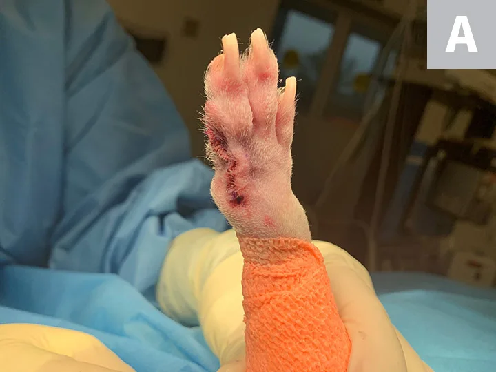 Dog forepaw with subcutaneous sutures visible at the site of 2nd digit amputation.