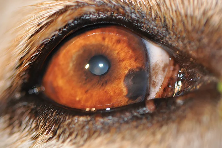 Irregularly shaped brown spot partially covered by nictitans on orange iris of a dog.