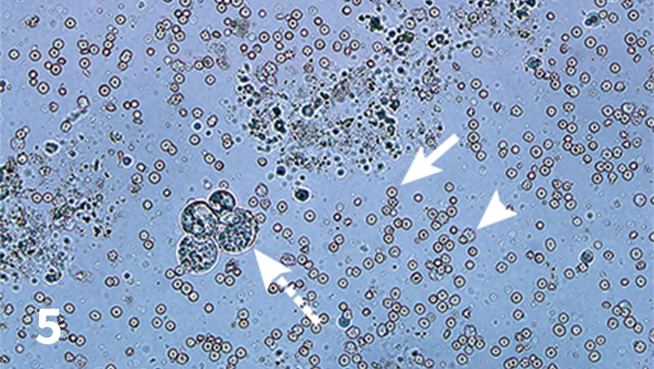 Urinalysis Interpretation in Dogs Cats Clinician s Brief