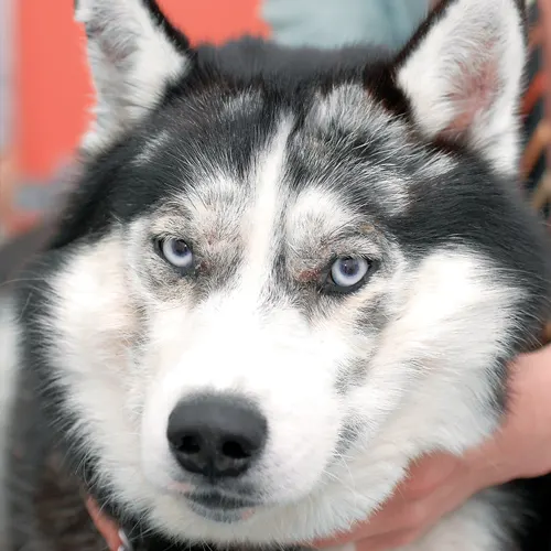 selected slide image