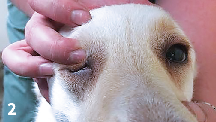 Diagnosing Canine Exophthalmos