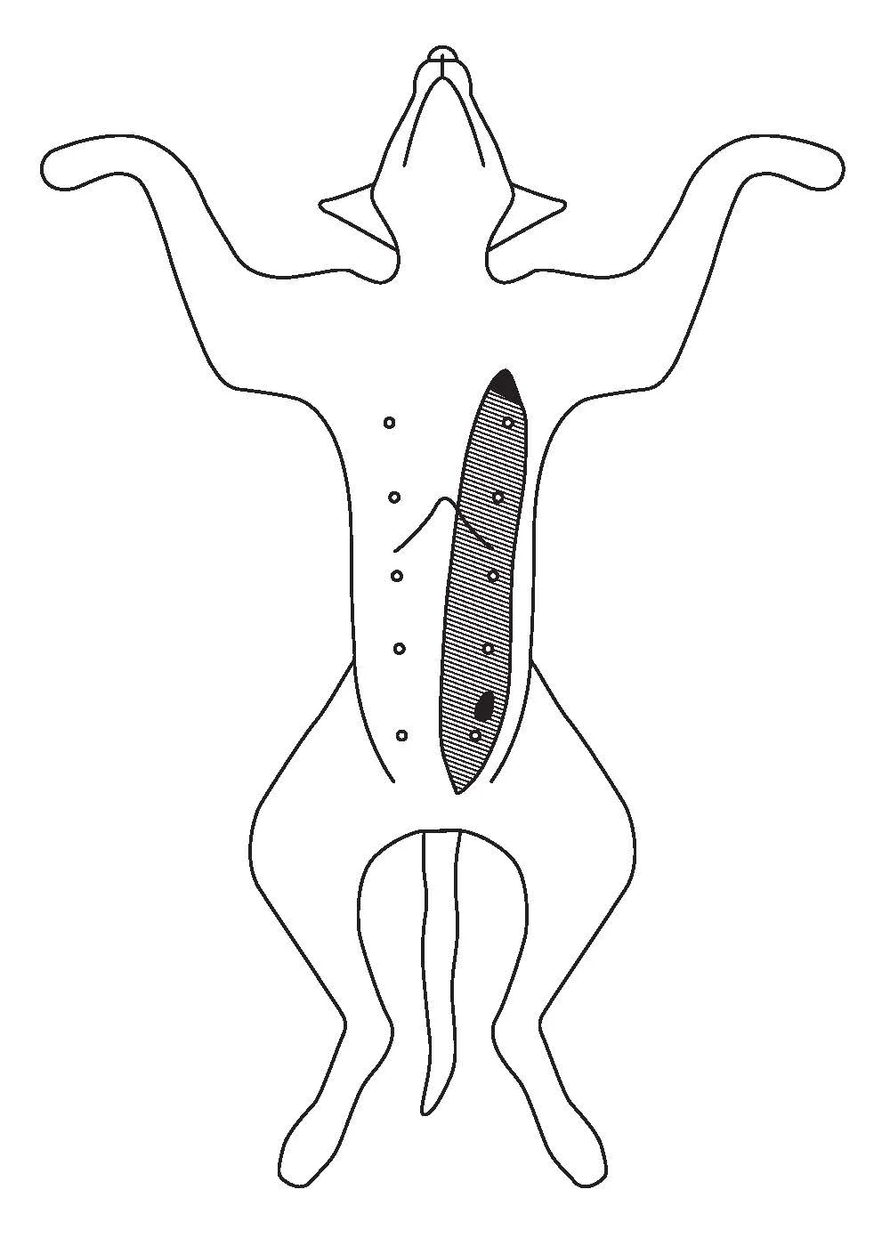 Drawing of the ventrum of a dog, showing where mammary tissue on side of the stomach would be removed.