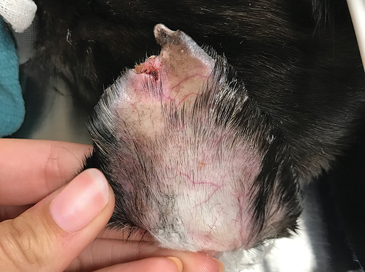 Ear margin hyperkeratosis dog treatment hotsell