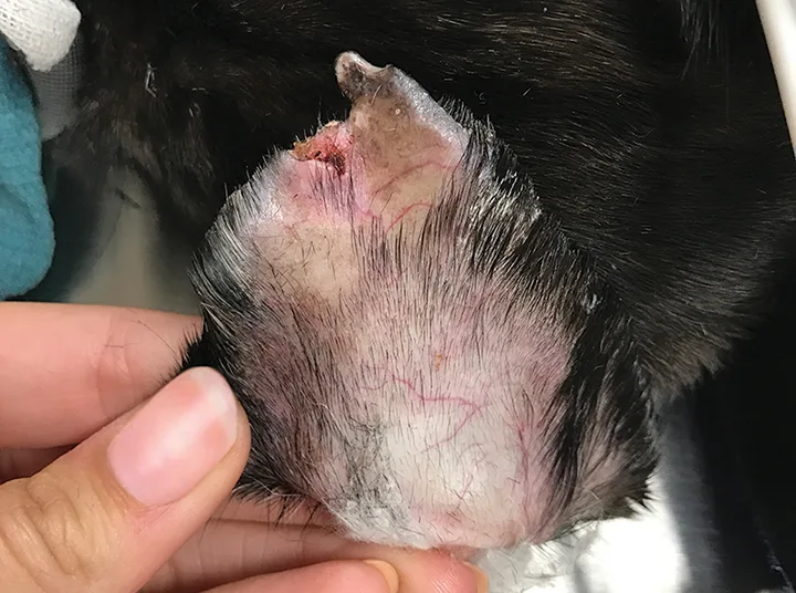 Close-up of dog’s ear with hair loss and irregular large area of ulceration and tissue loss at tip of pinna.