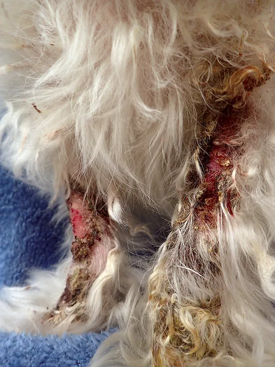 A dog with crusted, bleeding skin.