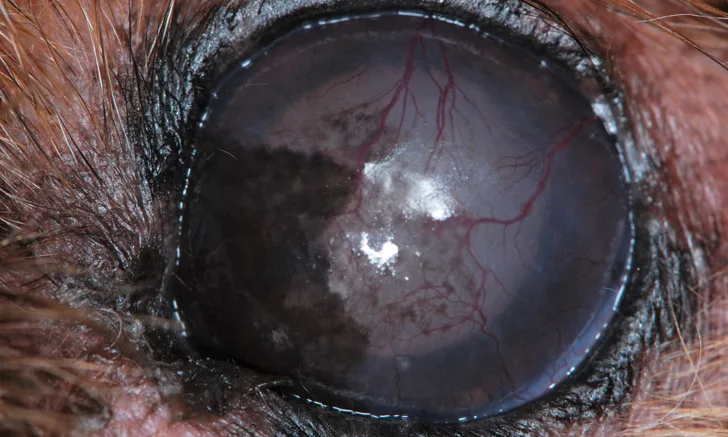 Dull surface and brown-black pigmentation near medial canthus of cornea with neovascularization seen on surface.