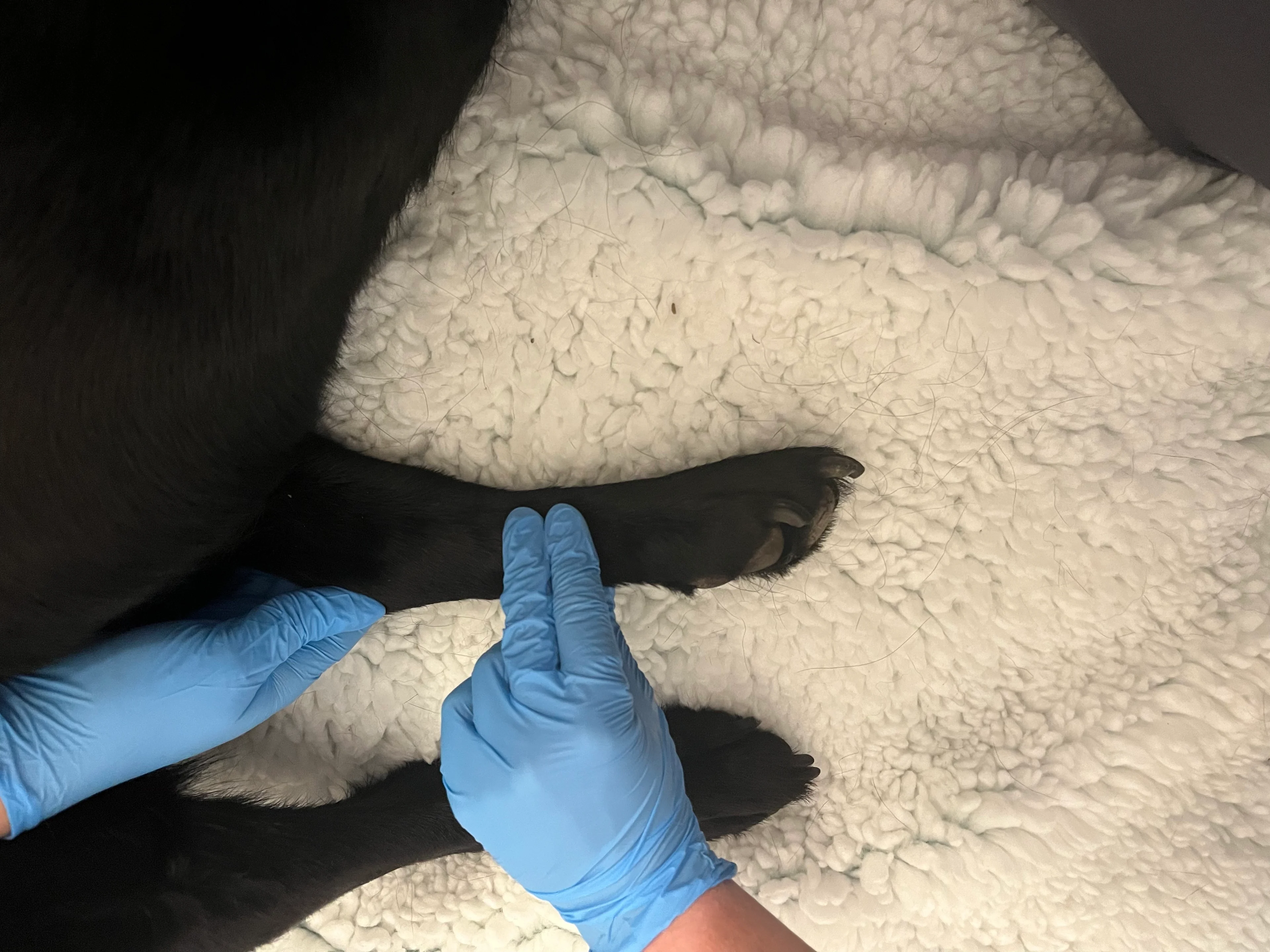 Human hands holding the leg of a dog.