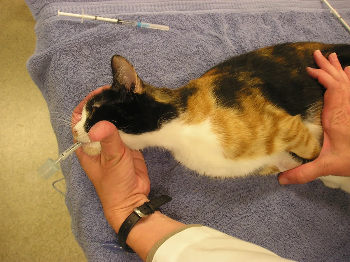 An anesthetized, intubated feline patient in held in lateral recumbency.