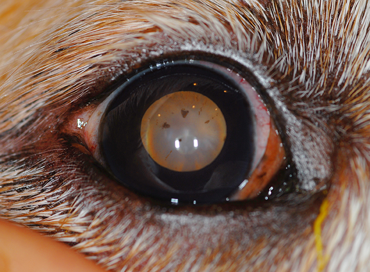 Ocular Pain & Vision Loss in a Golden Retriever Clinician's Brief