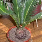 A potted cycad plant with a thick, textured trunk and long, feathery green fronds is displayed on a wooden table. The plant is in a red plastic pot filled with dark soil, surrounded by other potted plants in the background.