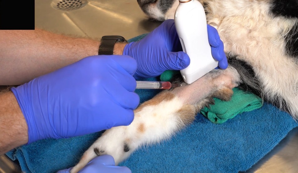 Therapeutic Joint Injections: Considerations, Contradictions
