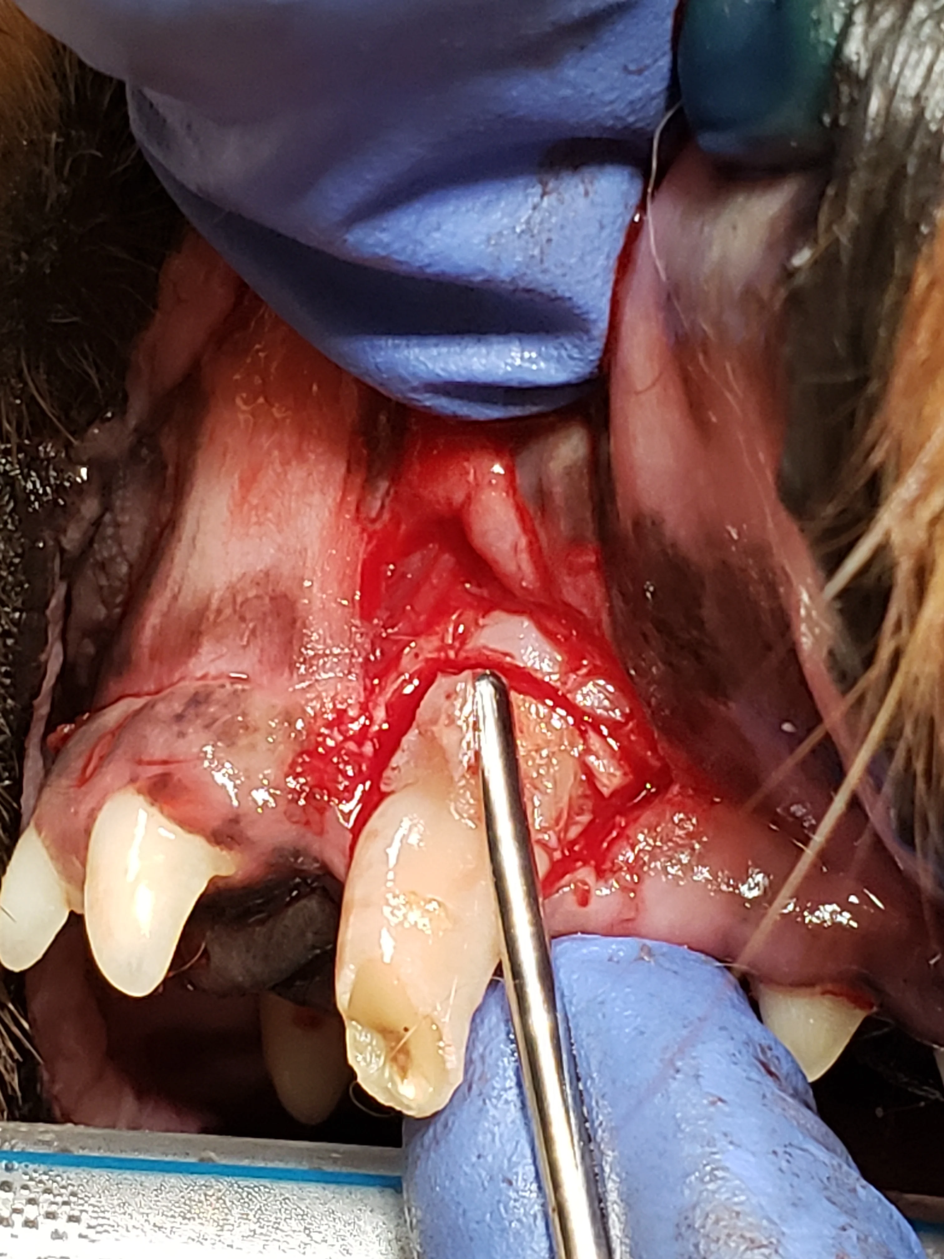 Dental luxator shown being inserted into periodontal ligament space around canine tooth root.