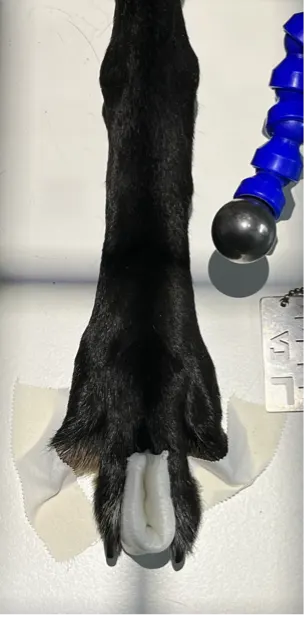 Proper collimator beam alignment and positioning of a dog's foot with digits spread to obtain a dorsal plantar radiograph.