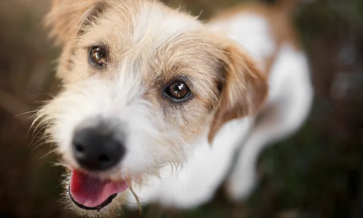 Happy dog staring up into the camera.