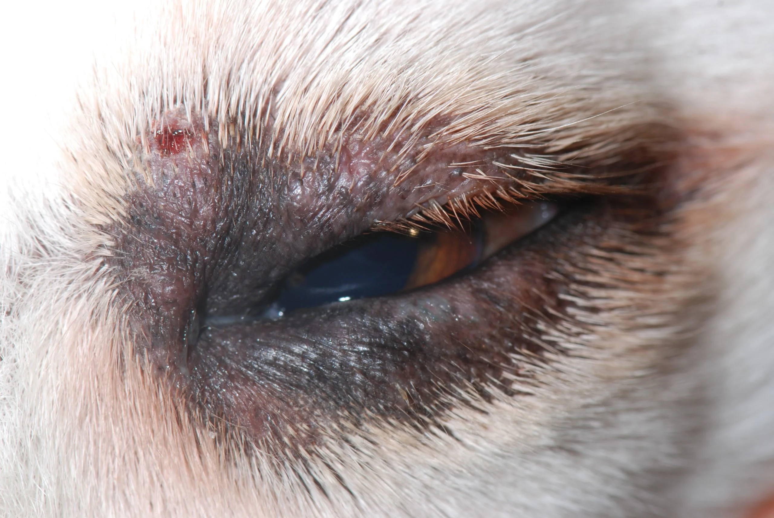 A close-up of a canine patient’s periocular region showing changes associated with immune-mediated blepharitis.