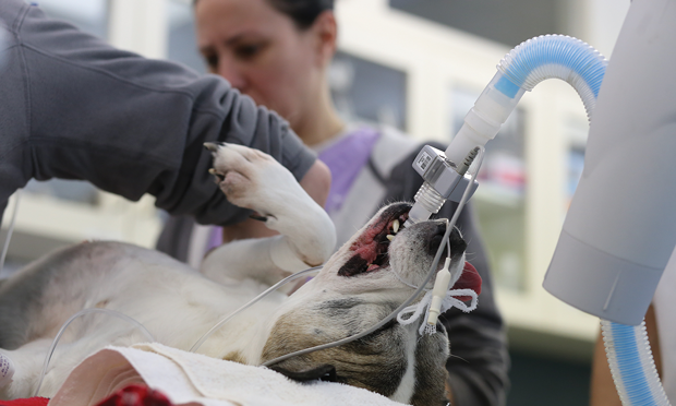 Veterinary anesthesia sales