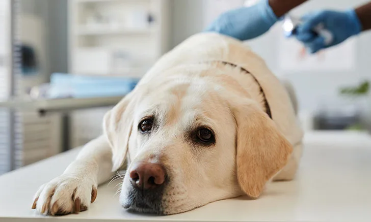 Zenalpha Anesthesia in Veterinary Medicine | Clinician's Brief