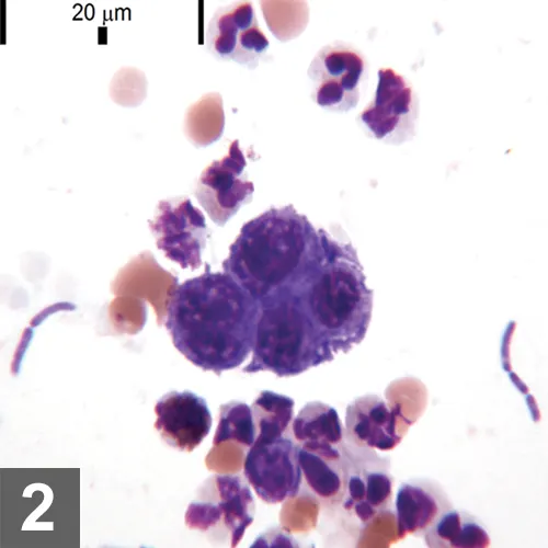 selected slide image