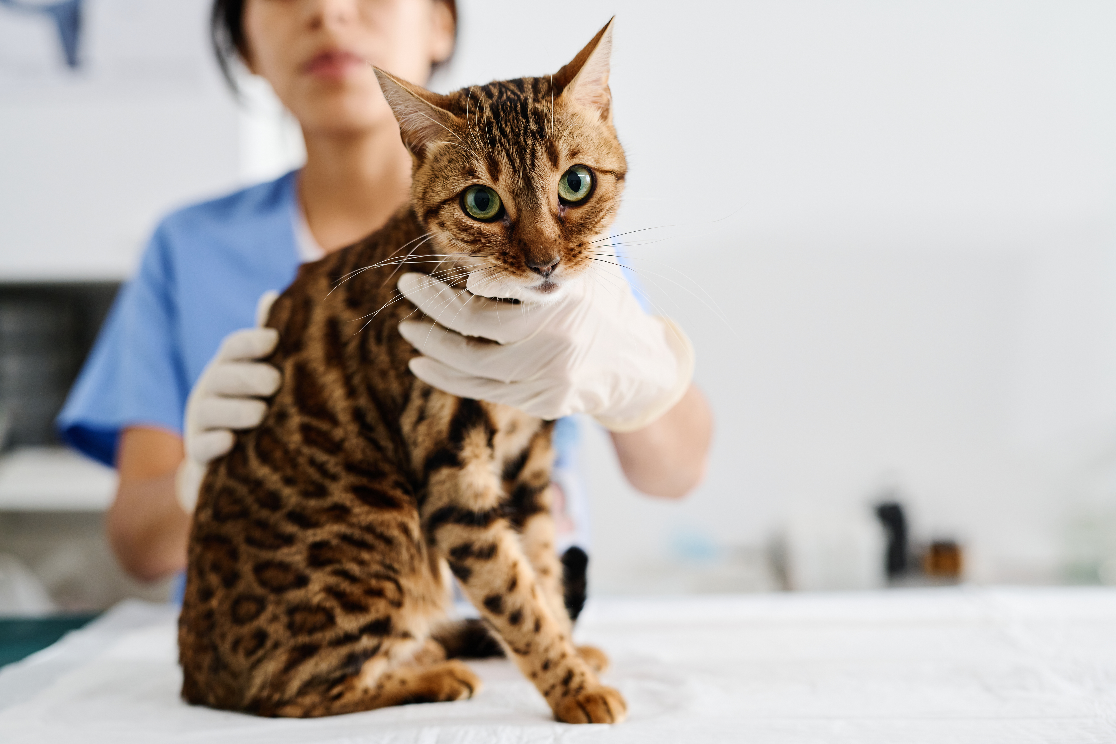 Feline Health Resource Center