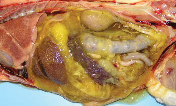 Fip feline infectious store peritonitis