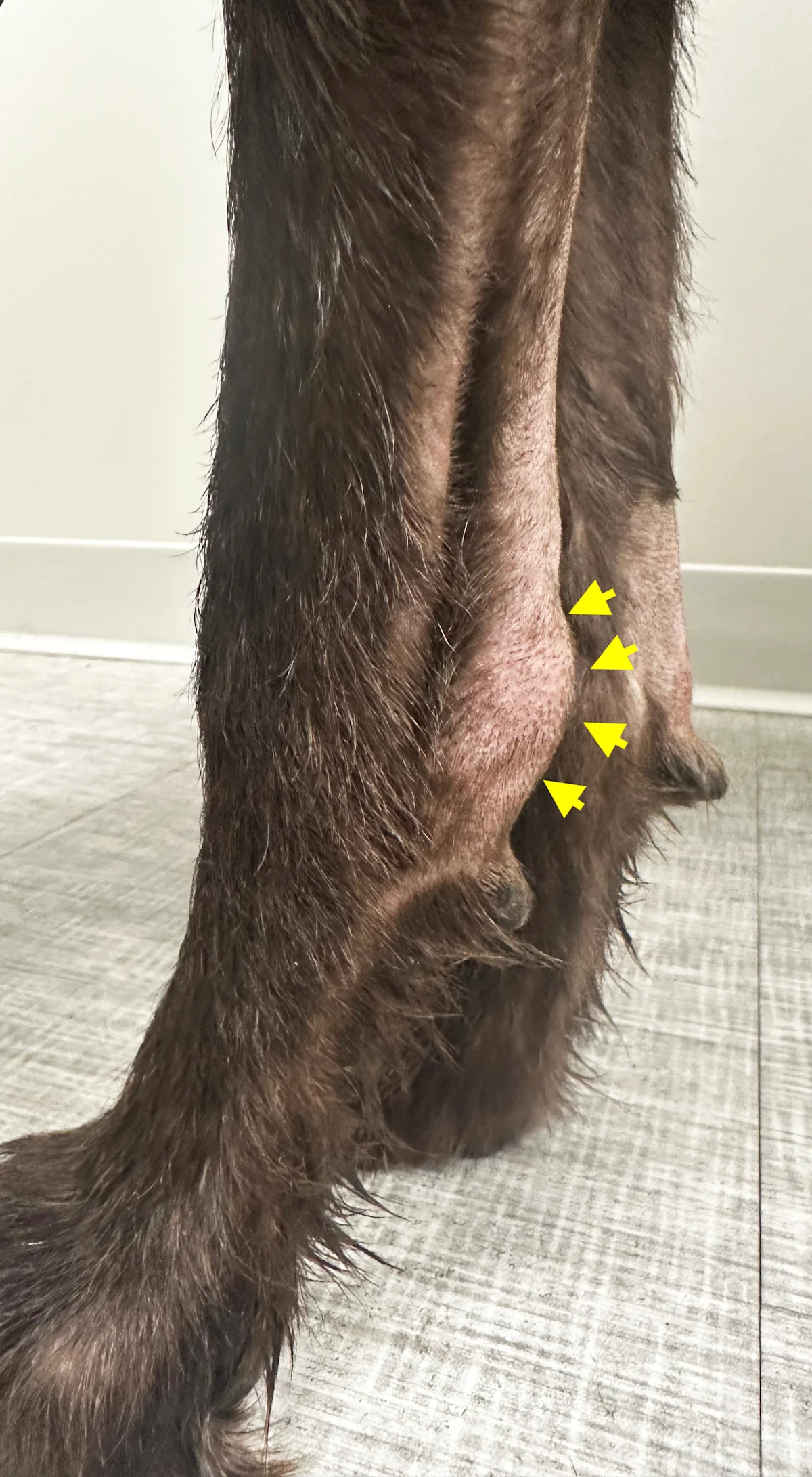 Caudal aspect of shaved antebrachia in dog showing abnormally thickened tendon on left limb and normal tendon on opposite limb.