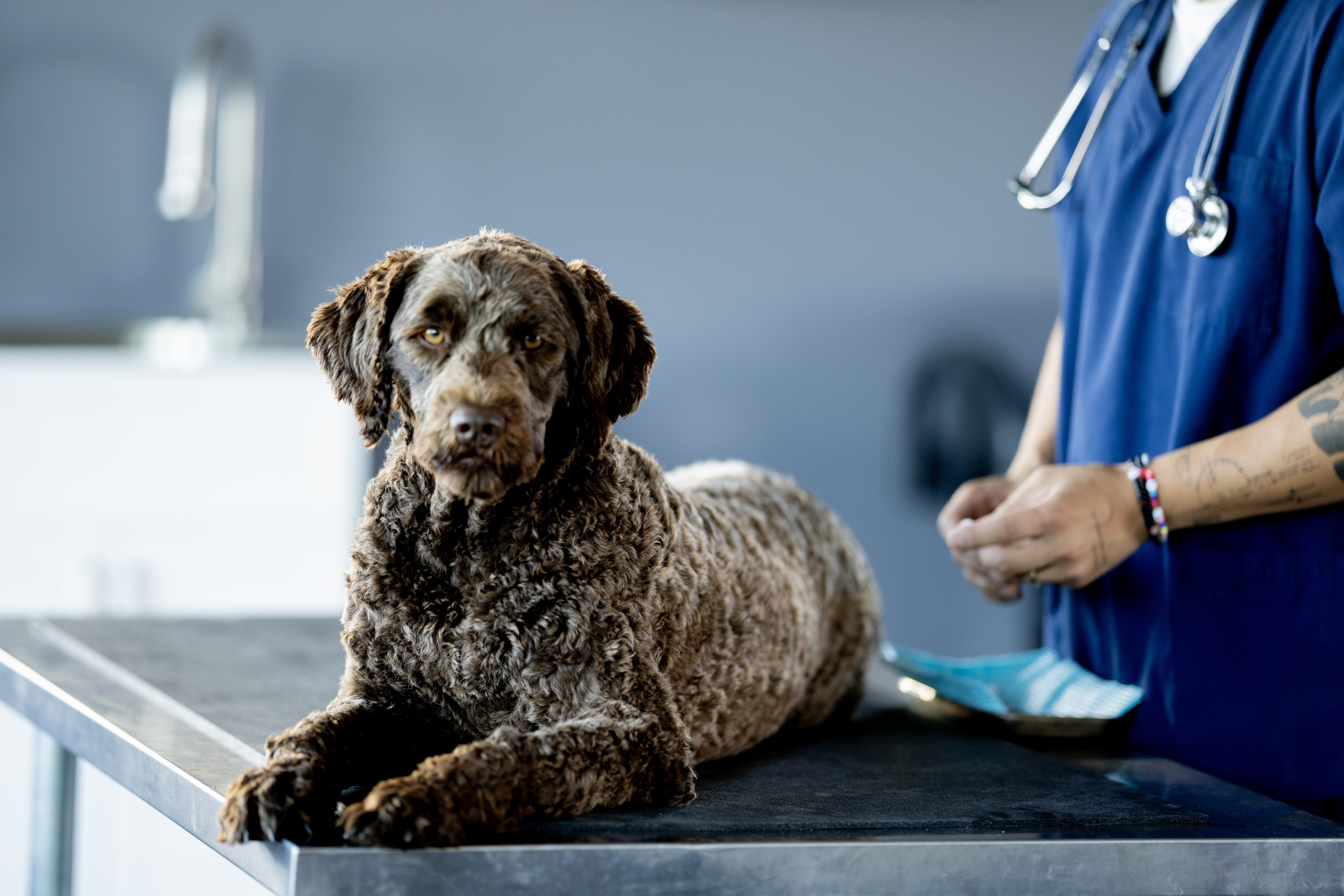 Your Go-To Resource for Veterinary Essentials & Insights