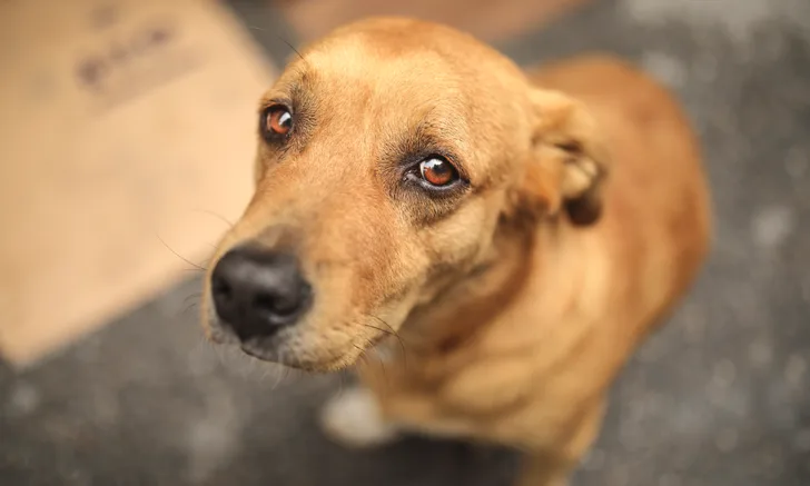 A dog looking up at the camera.