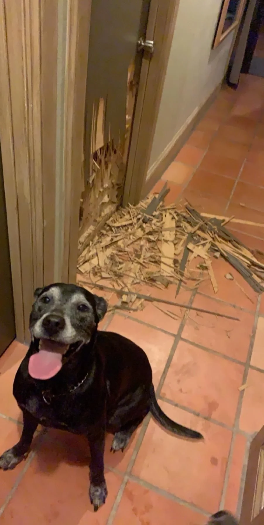 Panting dog with anxious body language by a destroyed door and air filters damaged by the same dog.