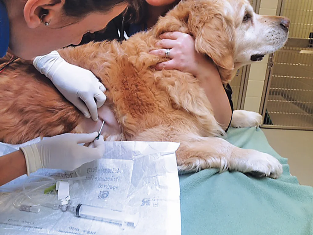 selected slide image