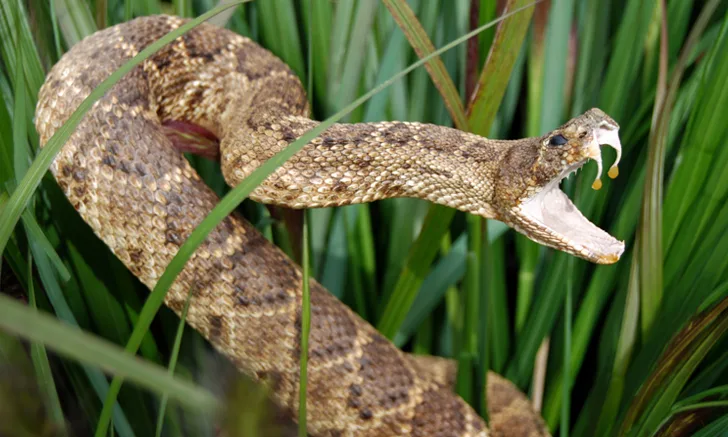 A pit viper snake in the grass.