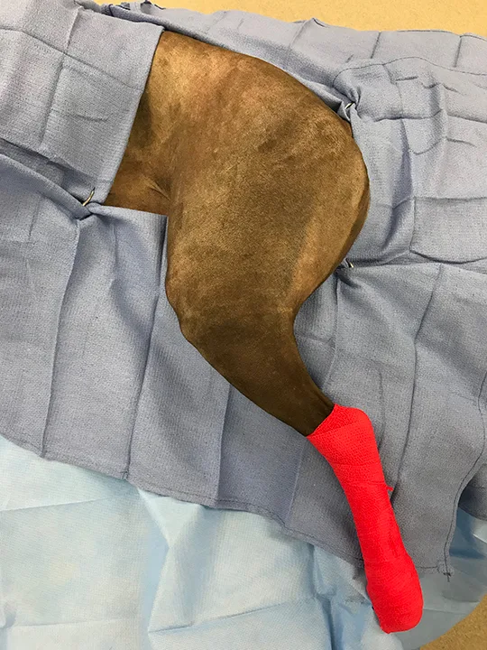 Surgically draped pelvic limb of dog with tarsus and foot wrapped in self-adhering stretch bandage.